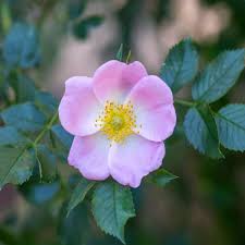 Image result for Rosa canina