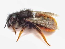 Attēlu rezultāti vaicājumam “Osmia bicolor”