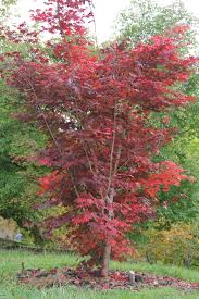 Attēlu rezultāti vaicājumam “Acer pseudosieboldianum”