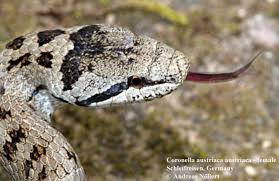 Attēlu rezultāti vaicājumam “Coronella austriaca”