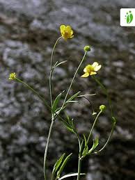 Attēlu rezultāti vaicājumam “Ranunculus flammula fruit”