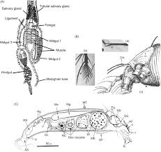 Attēlu rezultāti vaicājumam “Eriophyes padi”