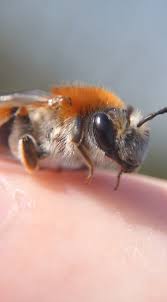 Attēlu rezultāti vaicājumam “Andrena haemorrhoa”