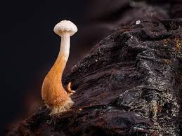 Attēlu rezultāti vaicājumam “Collybia tuberosa”