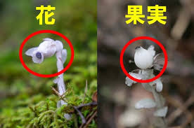 Image result for ギンリョウソウ