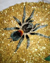 Attēlu rezultāti vaicājumam “Eulithis sp.”