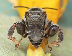 Attēlu rezultāti vaicājumam “Ancylis apicella”