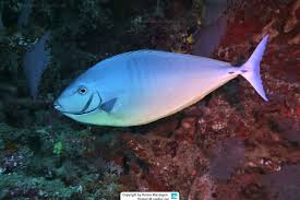 Image result for Naso hexacanthus