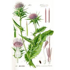 Image result for Silybum marianum