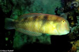 Image result for Xyrichtys novacula