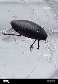 Attēlu rezultāti vaicājumam “Colymbetes paykulli”