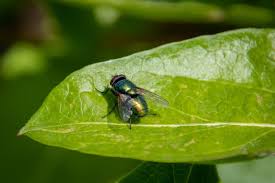 Attēlu rezultāti vaicājumam “Brachycera”