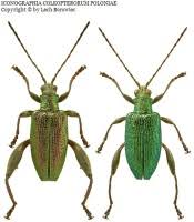 Attēlu rezultāti vaicājumam “Donacia dentata”