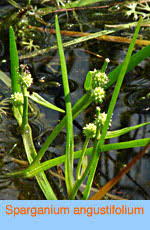 Attēlu rezultāti vaicājumam “Sparganiaceae”