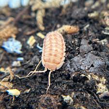 Attēlu rezultāti vaicājumam “Armadillidium pulchellum”