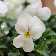 Image result for Hornveilchen