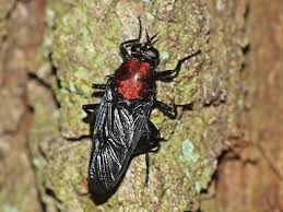 Attēlu rezultāti vaicājumam “Clitellaria ephippium”