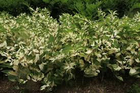 Attēlu rezultāti vaicājumam “Polygonatum odoratum”