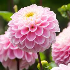 Image result for Dahlia x pinnata `Pompon Lilliput`