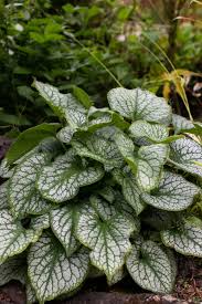 Image result for Brunnera `Jack Frost`