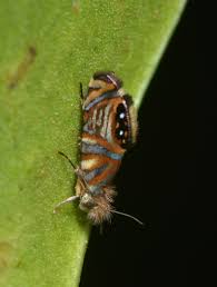 Attēlu rezultāti vaicājumam “Micropterigidae”
