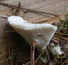 Attēlu rezultāti vaicājumam “Postia stiptica”