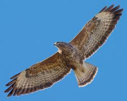 Attēlu rezultāti vaicājumam “Buteo buteo”