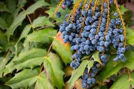 Attēlu rezultāti vaicājumam “Mahonia aquifolium fruit”