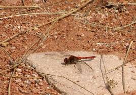 Attēlu rezultāti vaicājumam “Sympetrum sanguineum male”