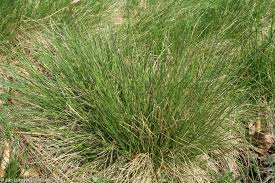 Attēlu rezultāti vaicājumam “Nardus stricta fruit”