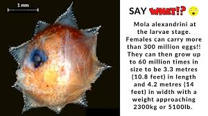 Image result for Mola alexandrini