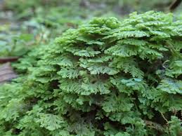 Attēlu rezultāti vaicājumam “Ptilidium ciliare”