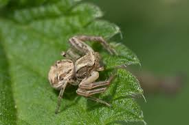 Attēlu rezultāti vaicājumam “Xysticus cristatus”