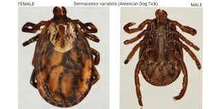 Attēlu rezultāti vaicājumam “Dermacentor reticulatus female”