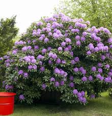 Attēlu rezultāti vaicājumam “Rhododendron catawbiense”