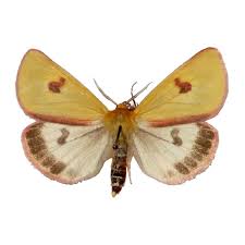 Attēlu rezultāti vaicājumam “Diacrisia sannio male”