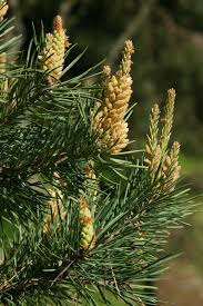 Attēlu rezultāti vaicājumam “Pinus sylvestris fruit”