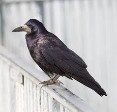 Attēlu rezultāti vaicājumam “Corvus frugilegus adult”