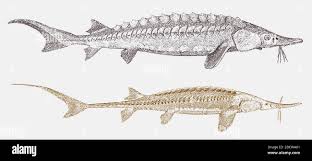 Image result for Scaphirhynchus platorynchus