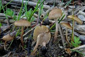 Attēlu rezultāti vaicājumam “Inocybe lanuginosa”
