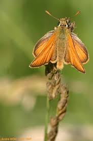 Attēlu rezultāti vaicājumam “Thymelicus sylvestris”