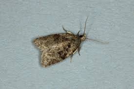 Attēlu rezultāti vaicājumam “Capua vulgana”