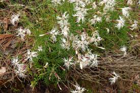 Attēlu rezultāti vaicājumam “Dianthus arenarius leaf”