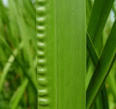 Image result for Acorus calamus