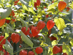 Image result for Lampionblume