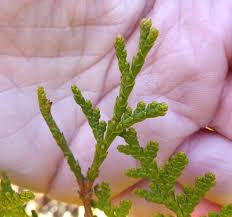 Attēlu rezultāti vaicājumam “Thuja occidentalis leaf”