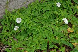 Attēlu rezultāti vaicājumam “Calystegia inflata leaf”