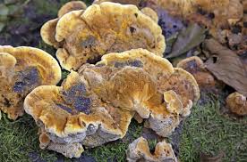 Attēlu rezultāti vaicājumam “Coriolopsis trogii”