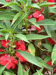 Image result for Impatiens balsamina