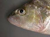 Image result for Micropogonias undulatus